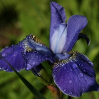 Iris ensata Hercule - Abriachan Nurseries